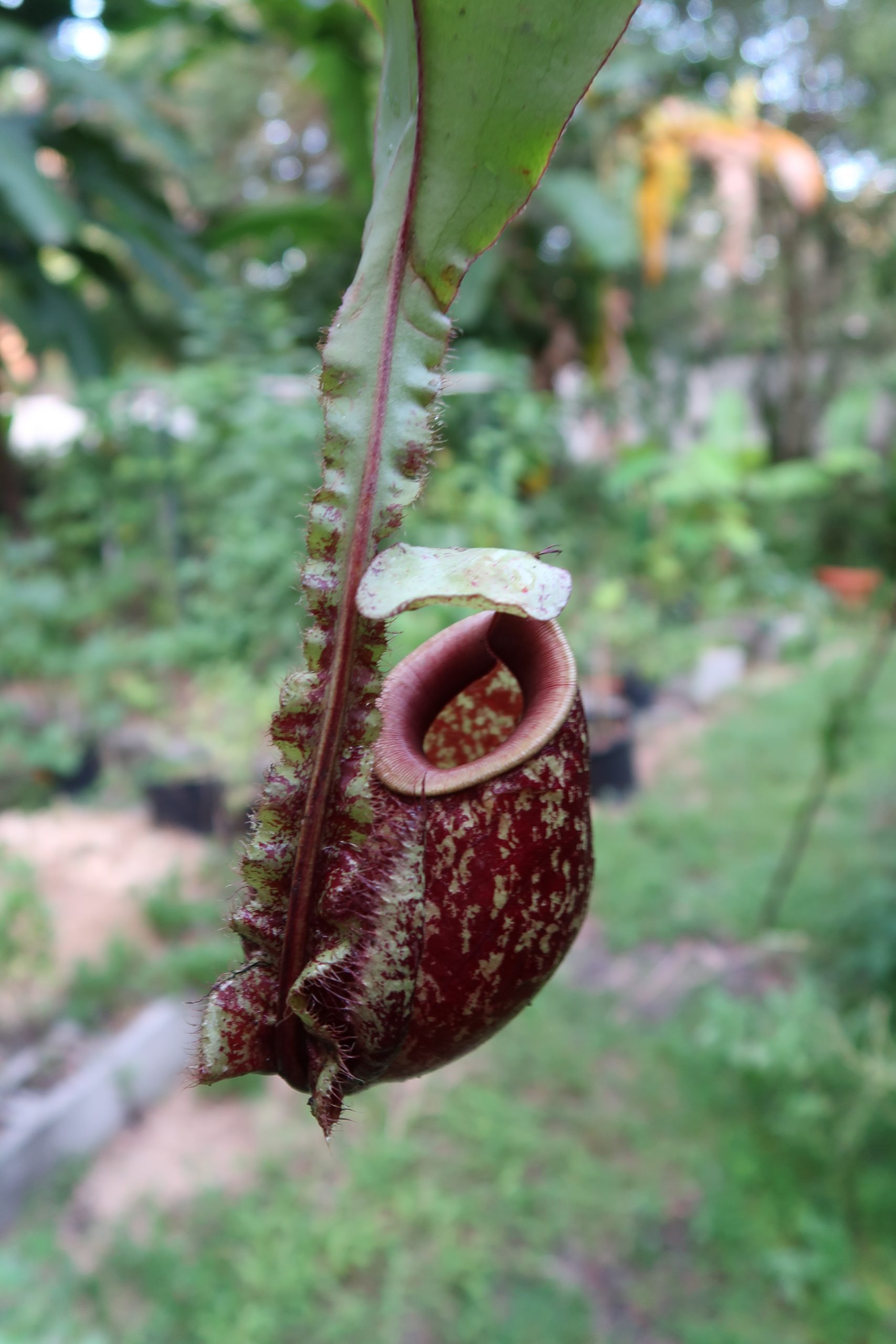 Growing Carnivorous Plants